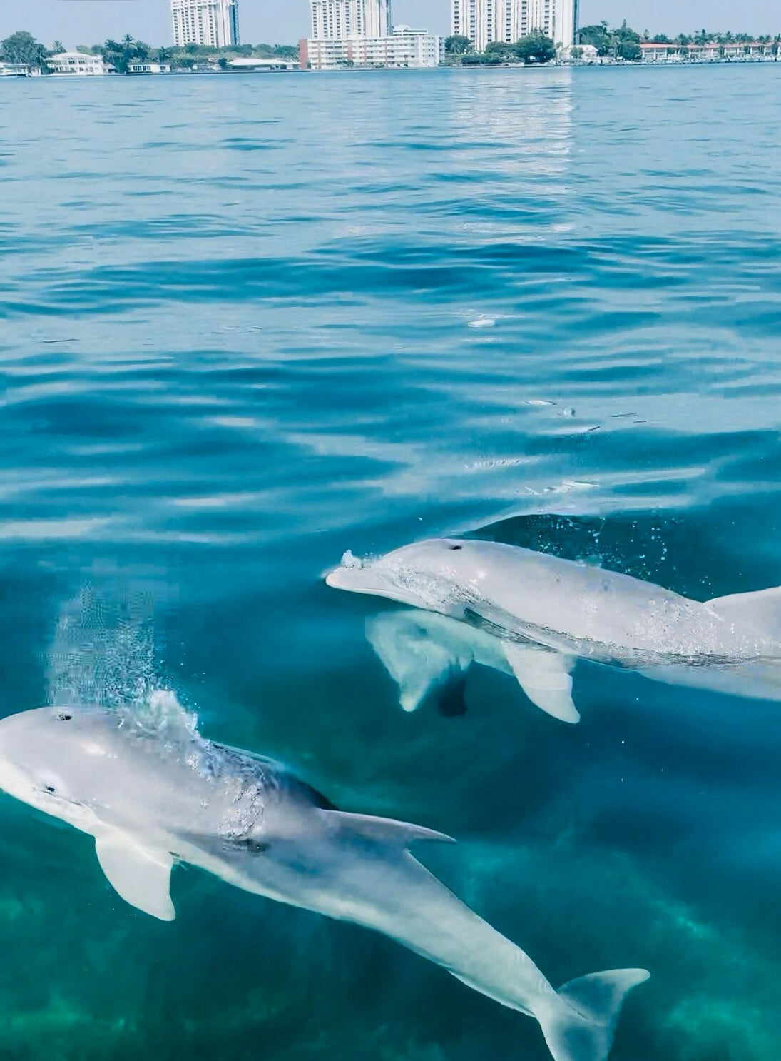 Dolphins